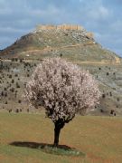 Fortaleza del Califa de Gormaz. Gormaz, Soria